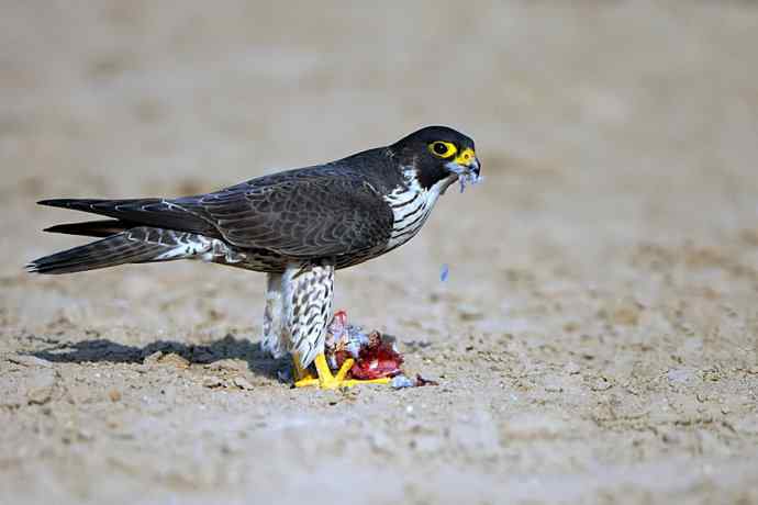 游隼凶残（野鸭湖纪实）