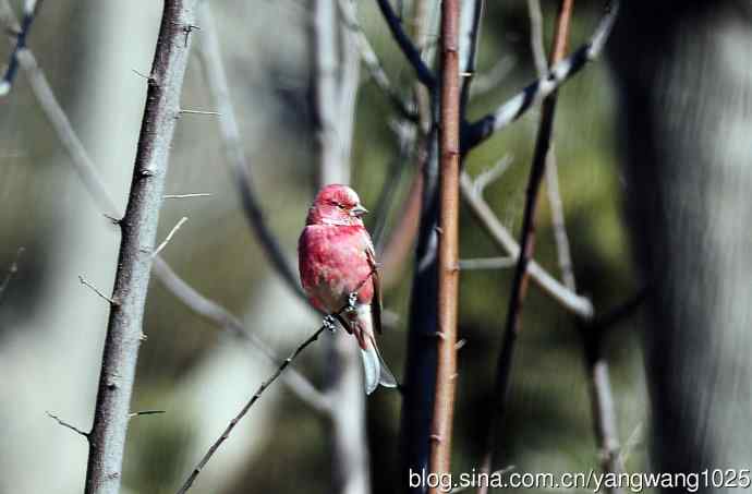 雄性北朱雀（1）