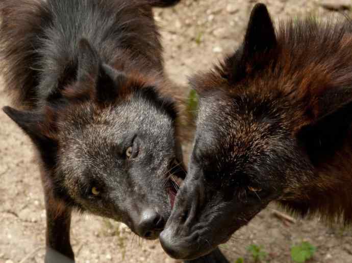 犬科:犬亚科犬属之郊狼、红狼 犬科:犬亚科犬属之郊狼、红狼