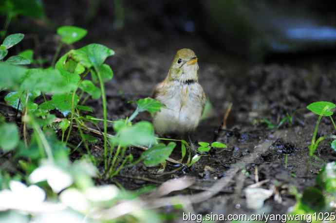 厚嘴苇莺(2) 厚嘴苇莺(2)