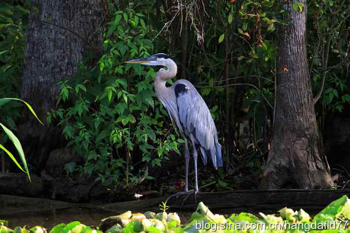 大蓝鹭