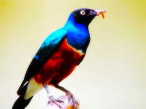 美丽无罪：雀鸟之辉椋鸟