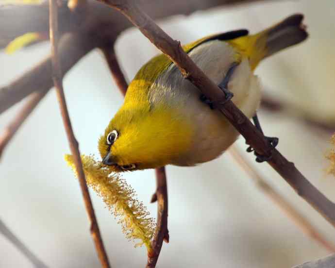 近距看灰腹秀眼