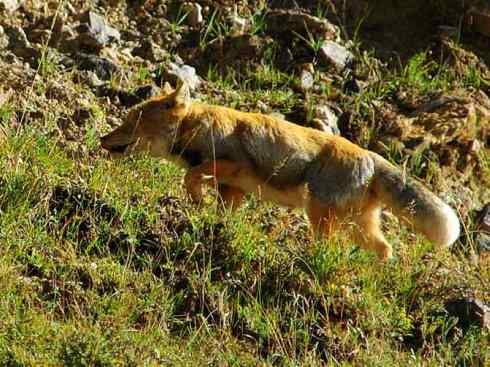 犬科：狐亚科狐属
