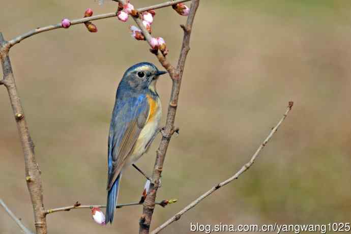雄性红胁蓝尾鸲（26）