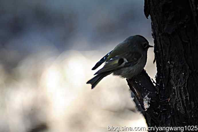 柏树丛中的戴菊 wbr3