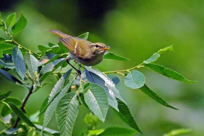 极北柳莺(3) 极北柳莺(3)