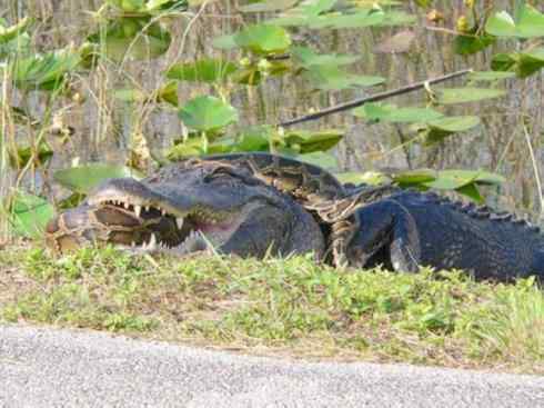 龙：传说的兽原型探秘（鳄类）