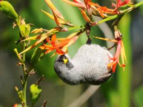 雀鸟也彪悍：鸟中恶霸（黑头矿鸟）