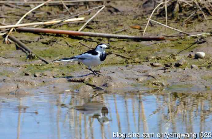 湖畔的白鹡鸰 wbr1