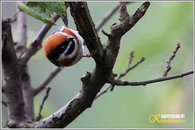 秋风冷雨拍红头【照片】 秋风冷雨拍红头【照片】