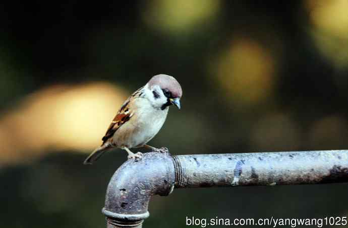 北京天坛公园的鸟类——喝水的麻雀