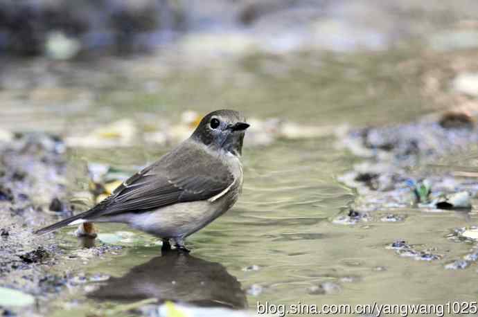 红喉姬鹟（11）