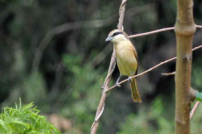 红尾伯劳 红尾伯劳