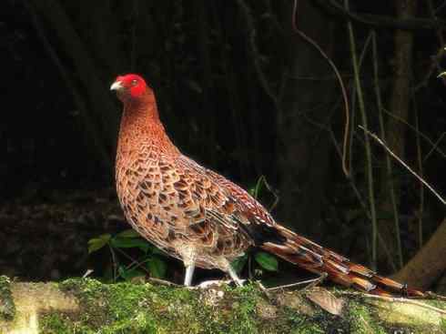 猎奇：长尾鸟雀之三（雉科孔雀、鹇属）