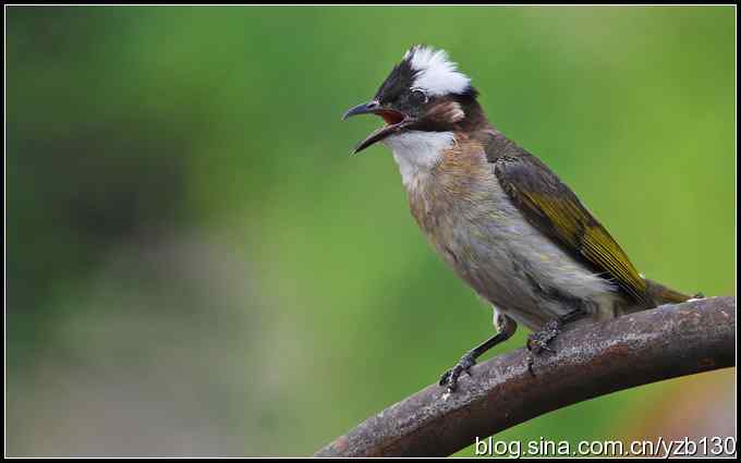 金海湖的鸟（2）——白头翁（组图）