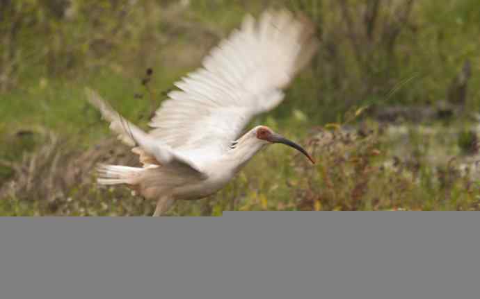 国之瑰宝，鸟类珍品鈥斺斨禧q（组图）