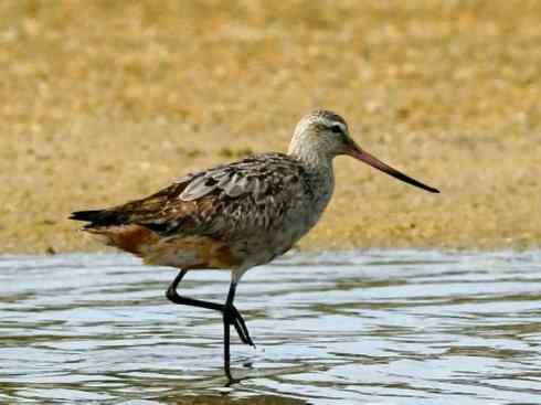 鸟类之最：斑尾滕鹬