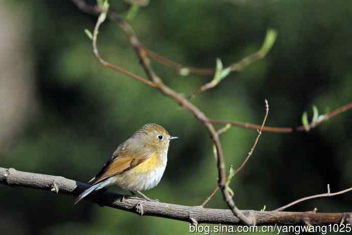 北京天坛公园的鸟类——早餐中的雌性红胁蓝尾鸲