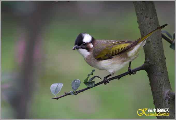 继续拍“俗鸟”【照片】