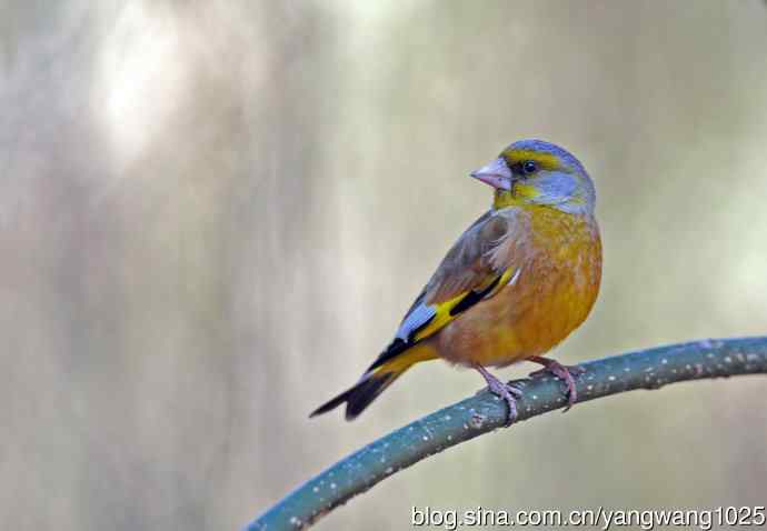 寻水解渴的金翅雀