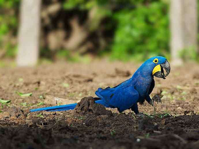 犬科：犬亚科小耳犬属的小耳犬