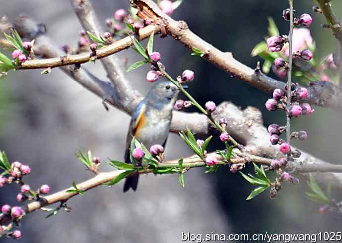 洗浴与梳理（纪实）