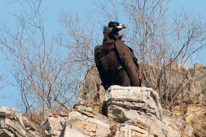 新拍座山雕☆☆ 新拍座山雕☆☆