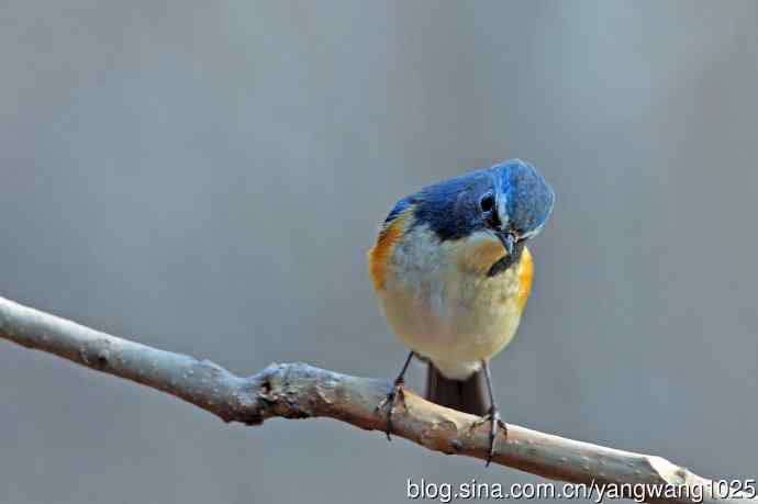 雄性红胁蓝尾鸲(28) 雄性红胁蓝尾鸲(28)