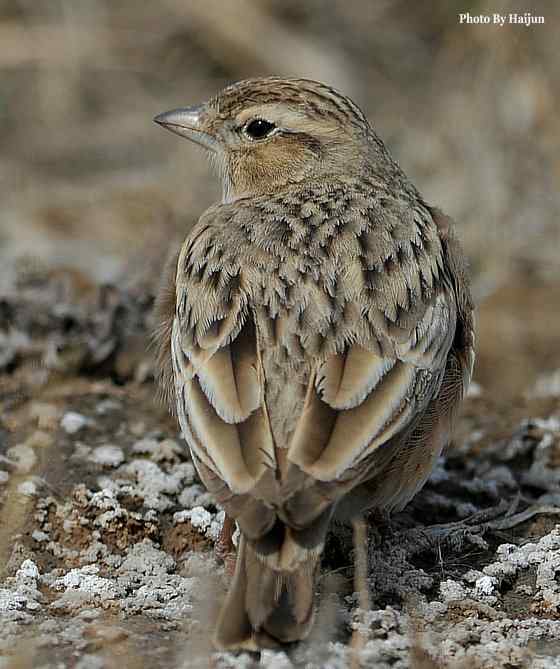 野鸭湖拍摄纪实(黄头鹡鸰及其它) 野鸭湖拍摄纪实(黄头鹡鸰及其它)