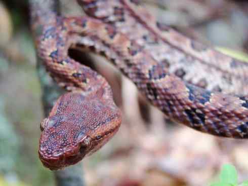 龙：传说的兽原型探秘（蝮蛇类）