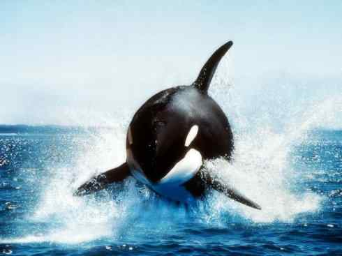 自然奇观：动物大迁徙(须鲸类)