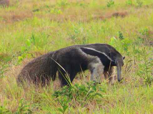 盘点十二大著名食蚁动物:食蚁兽 盘点十二大著名食蚁动物:食蚁兽