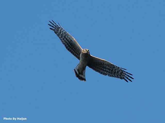 厚道的白尾鹞可以有