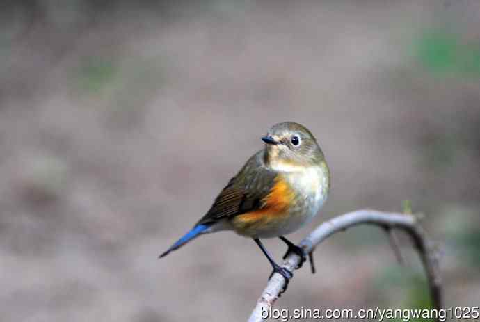 雌性红胁蓝尾鸲（45）