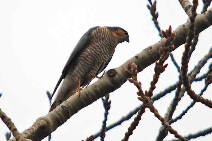 北京植物园赏鸟（九），雀鹰（组图）