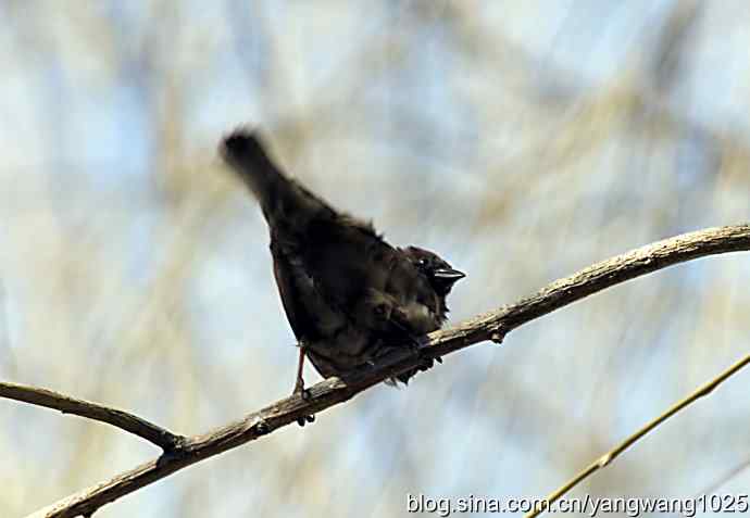 自然和谐的日坛公园（浴后）