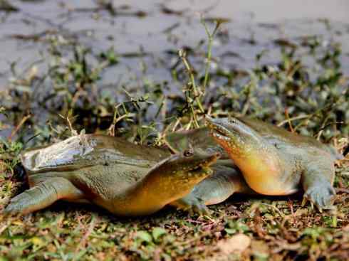 玄武:传说的兽原型探秘(鳖) 玄武:传说的兽原型探秘(鳖)