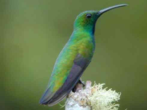 鸟类之最:角蜂鸟 鸟类之最:角蜂鸟