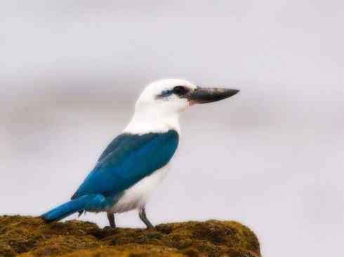 白头鸟系列：另类的美丽4