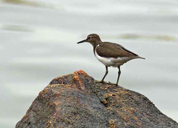 珠海独行（四），三上野狸岛（鹬鸟篇）（组图）