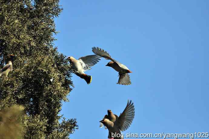 颐和园的收获(欢乐的太平鸟)1 颐和园的收获(欢乐的太平鸟)1