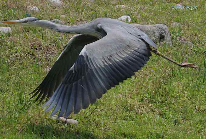 十渡的黑鹳和苍鹭