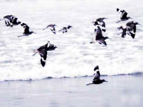 自然奇观：动物大迁徙(涉禽)