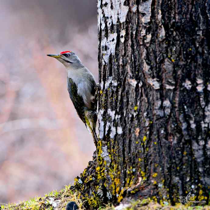 轻寒薄暖，再上川西