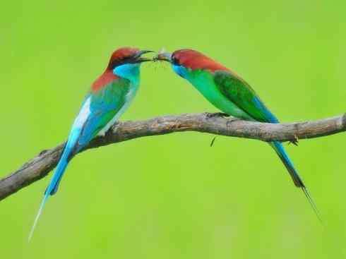 绝色攀禽:佛法僧目之蜂虎2