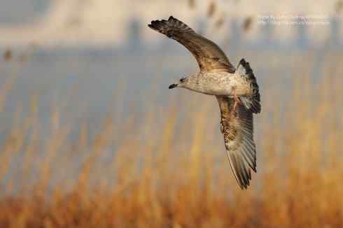 兔年第一拍鈥斺斉