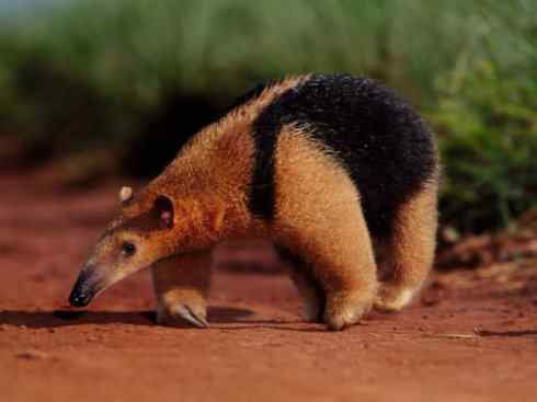 盘点十二大著名食蚁动物:食蚁兽 盘点十二大著名食蚁动物:食蚁兽