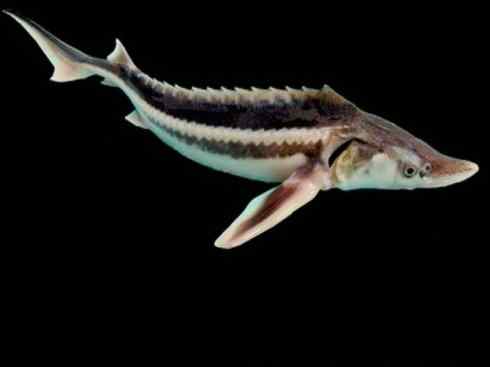 鱼类活化石：中华鲟