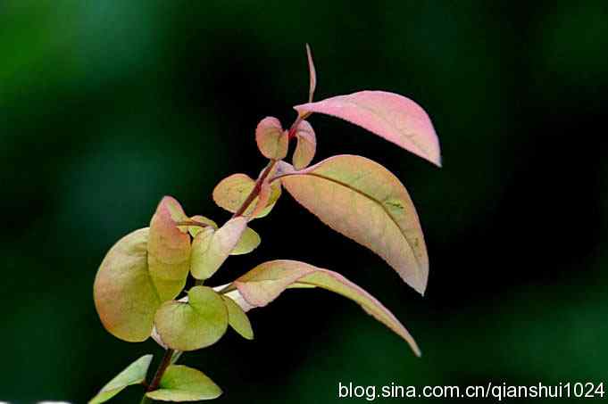 桑拿天打鸟 wbr真是乐使银(奥体公园)